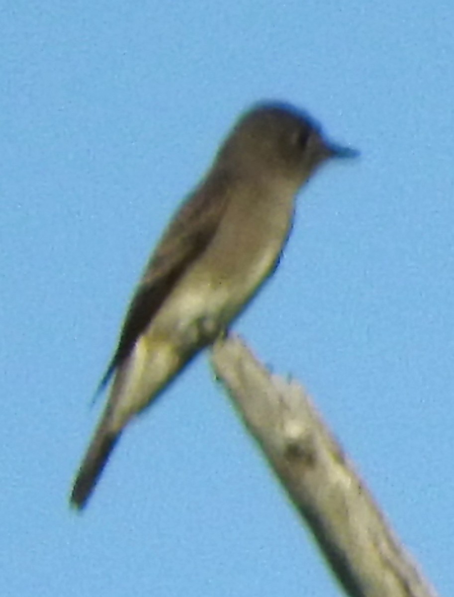 Olive-sided Flycatcher - ML642218599