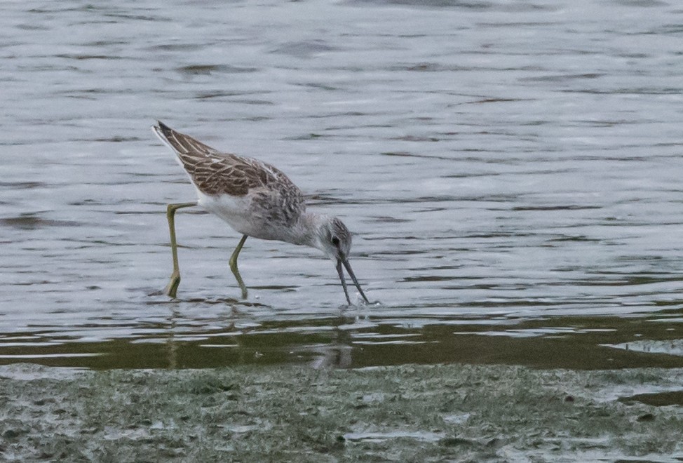 Common Greenshank - ML642218606