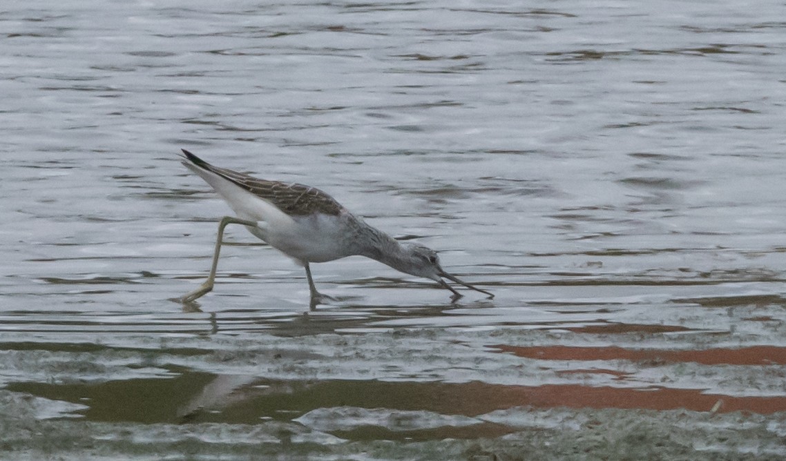 Common Greenshank - ML642218608