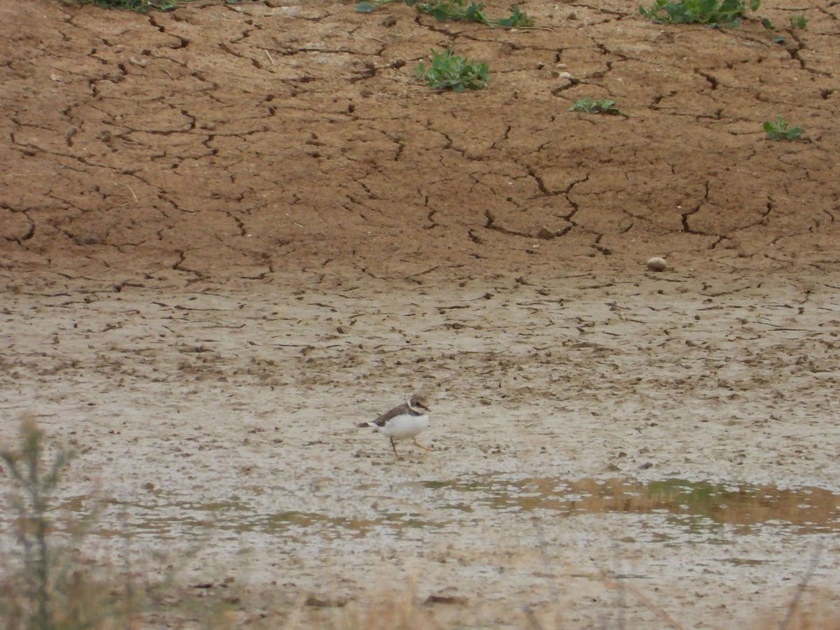 Common Ringed Plover - ML642218610
