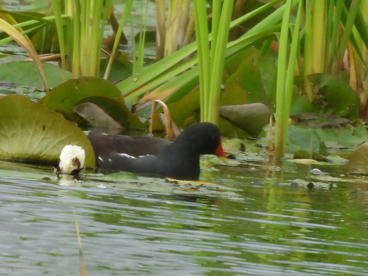 Gallinule poule-d'eau - ML642218643