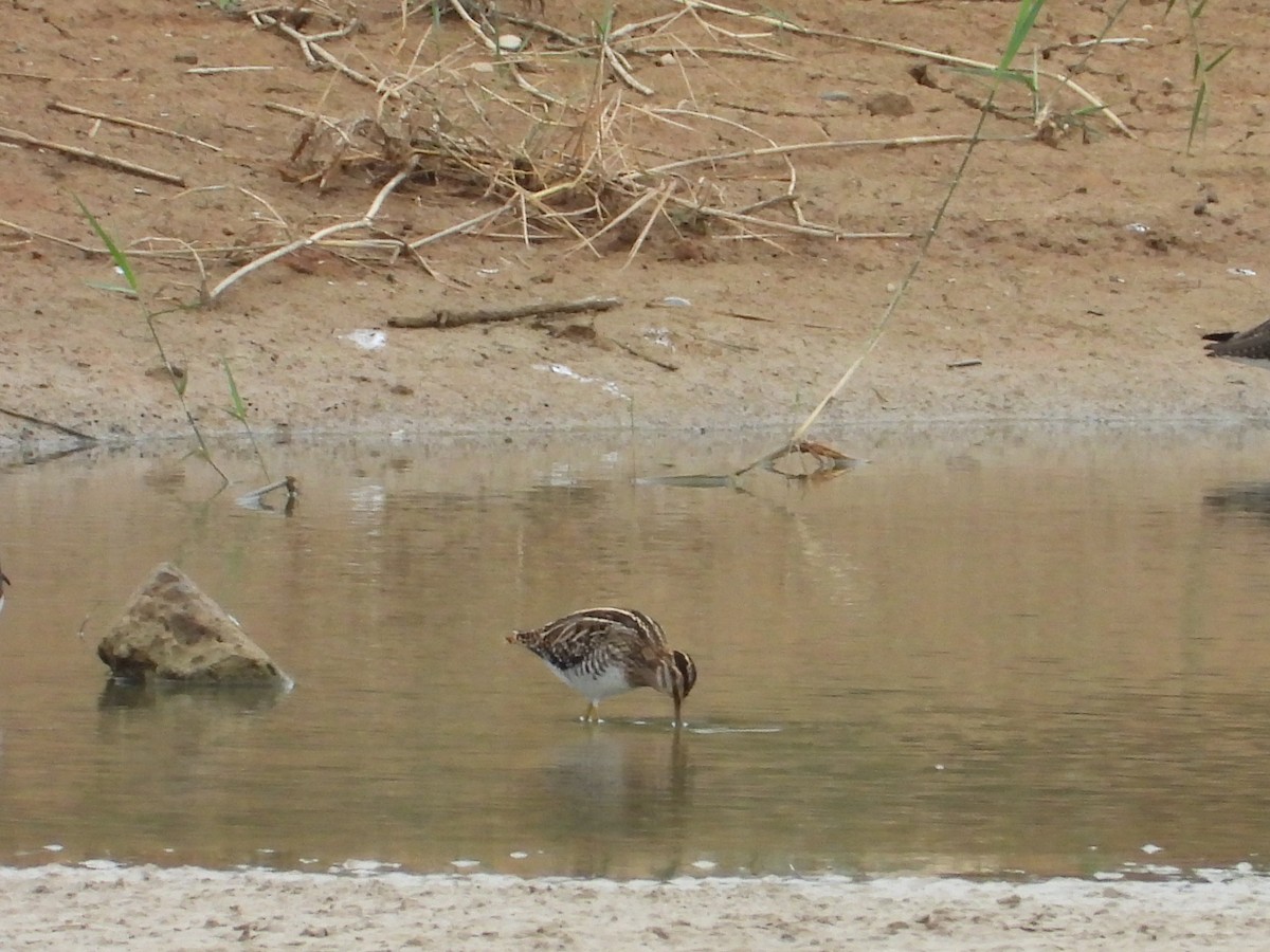 Common Snipe - ML642218645