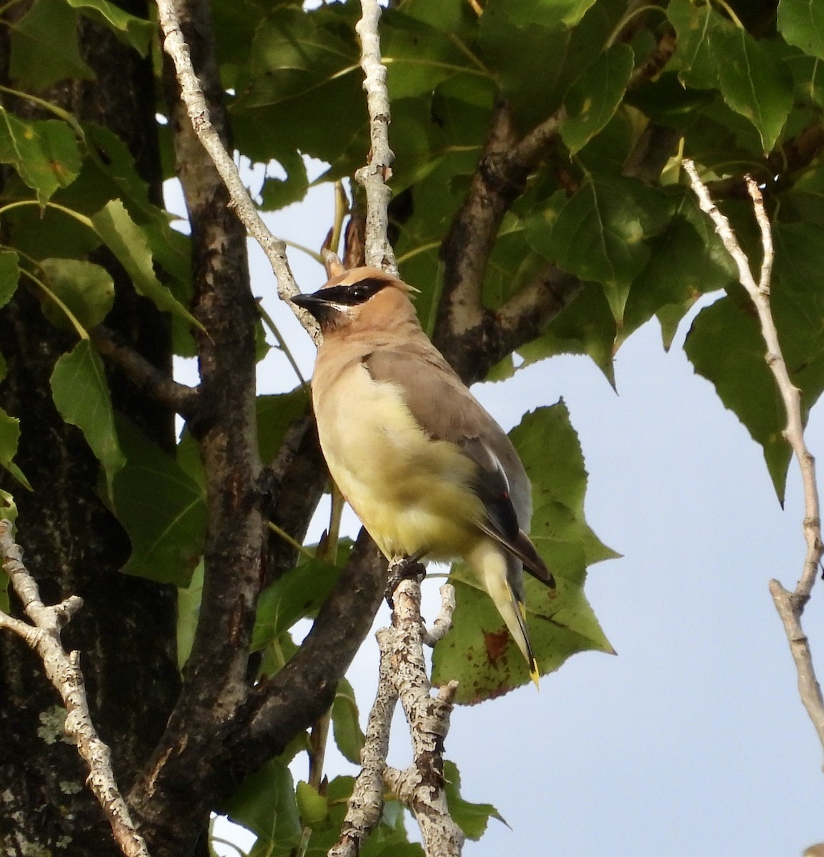Cedar Waxwing - ML642218649