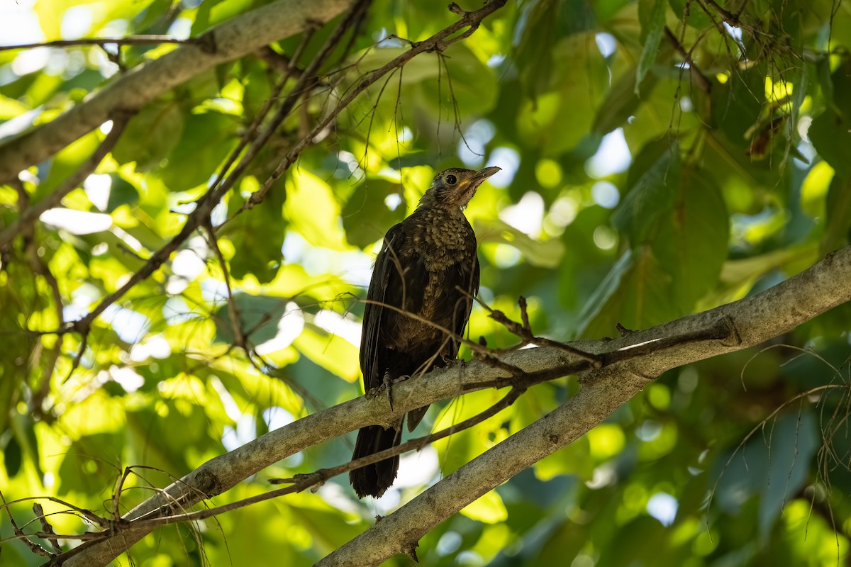 Chinese Blackbird - ML642218652