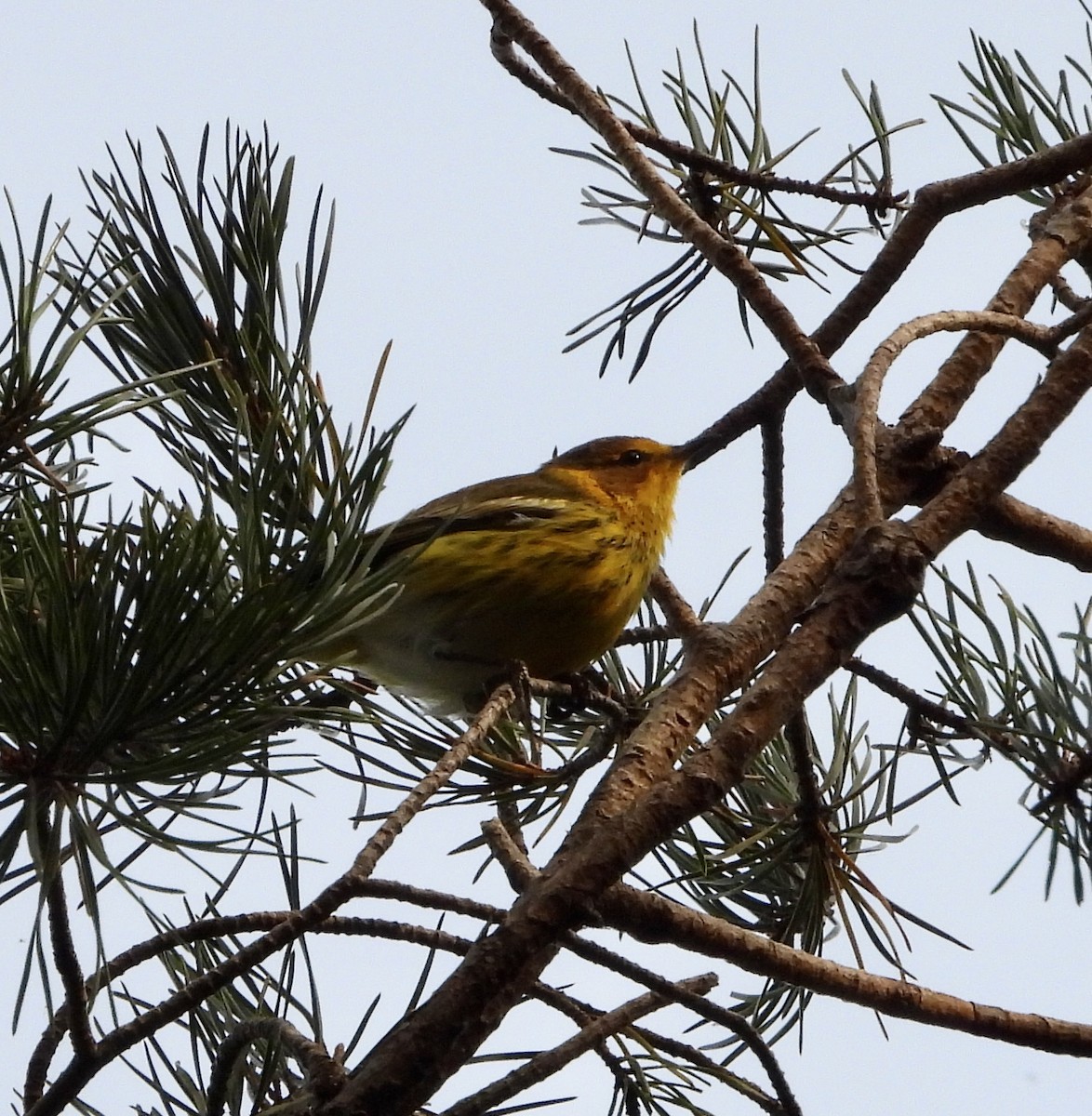 Cape May Warbler - ML642218665
