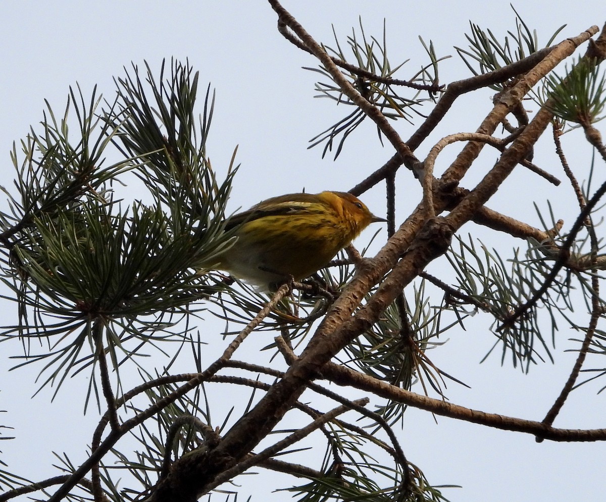 Cape May Warbler - ML642218666