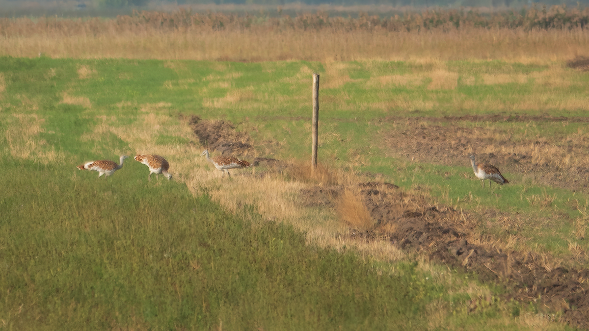 Great Bustard - ML642218668
