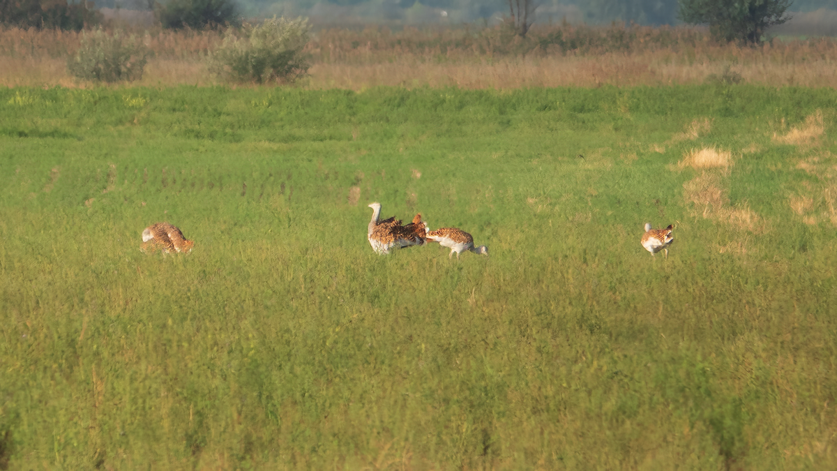 Great Bustard - ML642218669