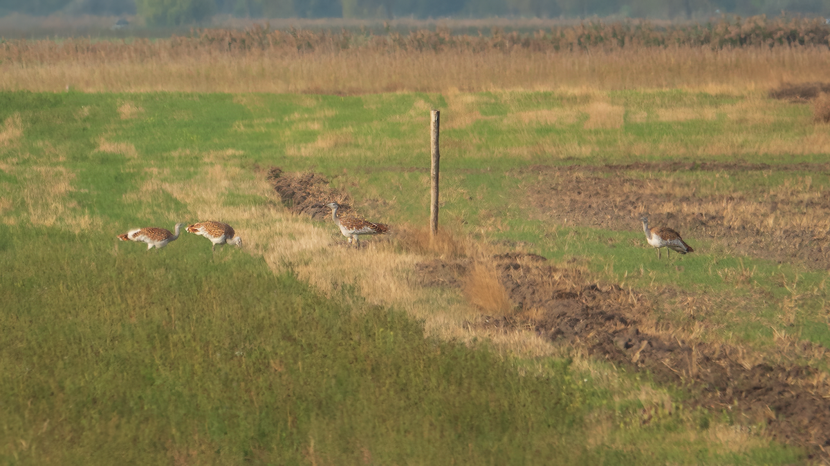 Great Bustard - ML642218670