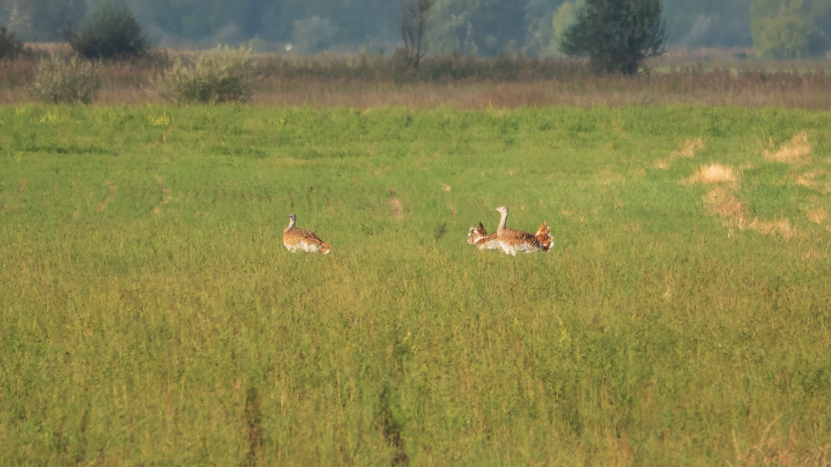 Great Bustard - ML642218671