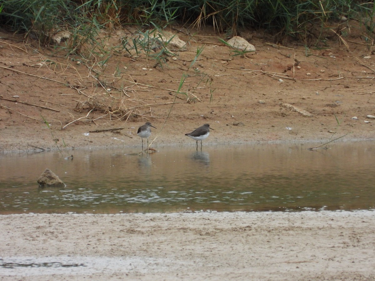 Green Sandpiper - ML642218673