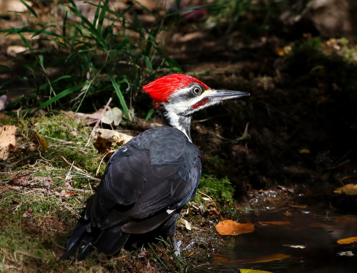 Pileated Woodpecker - ML642218680