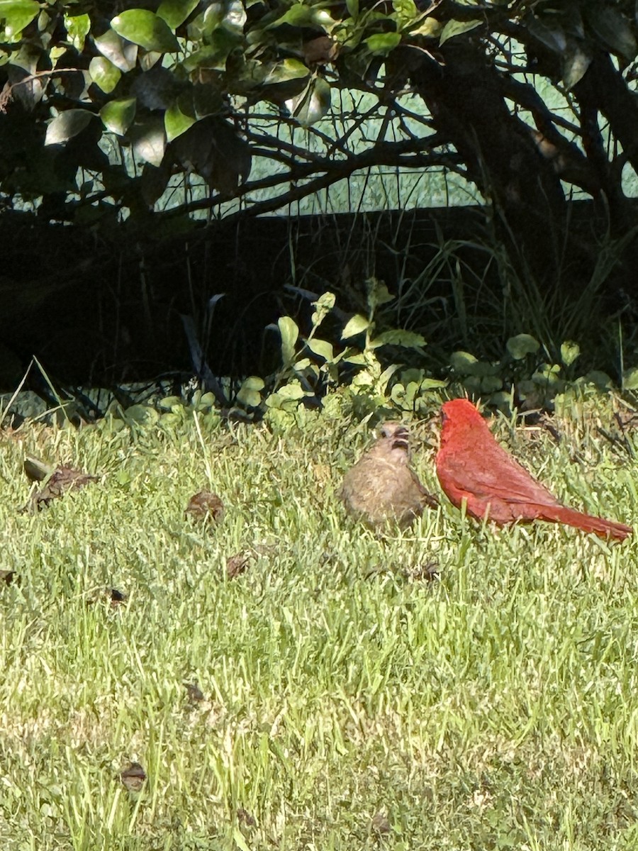 Northern Cardinal - ML642218684