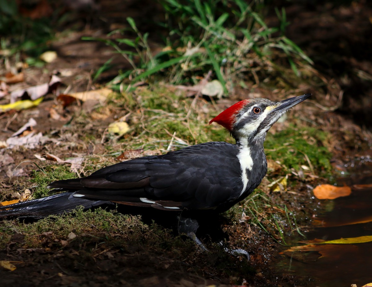 Pileated Woodpecker - ML642218687