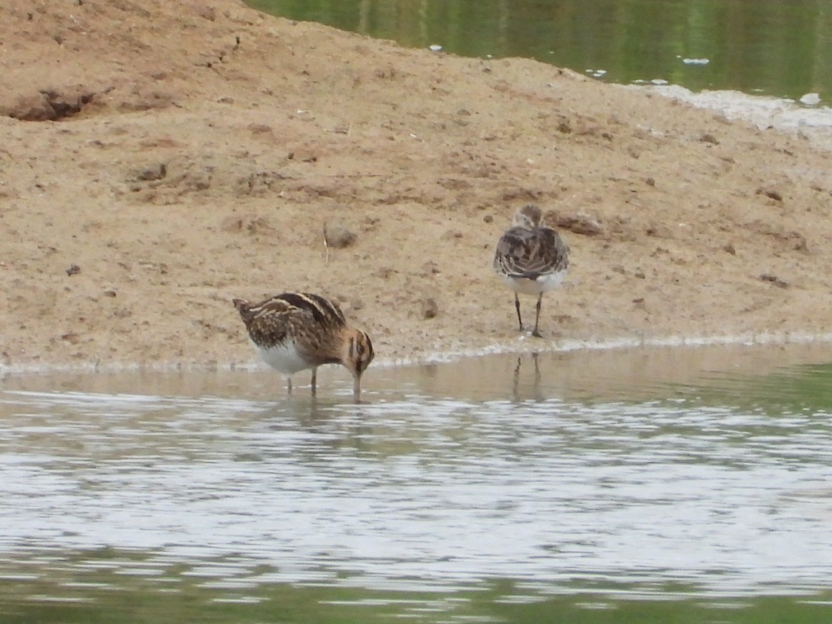 Dunlin - ML642218699