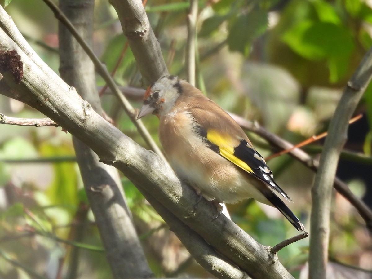 European Goldfinch - ML642218701