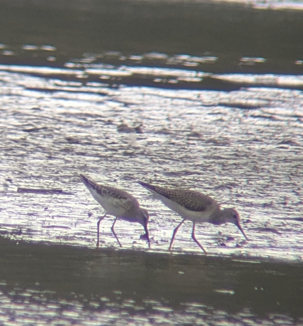 Stilt Sandpiper - ML642218706