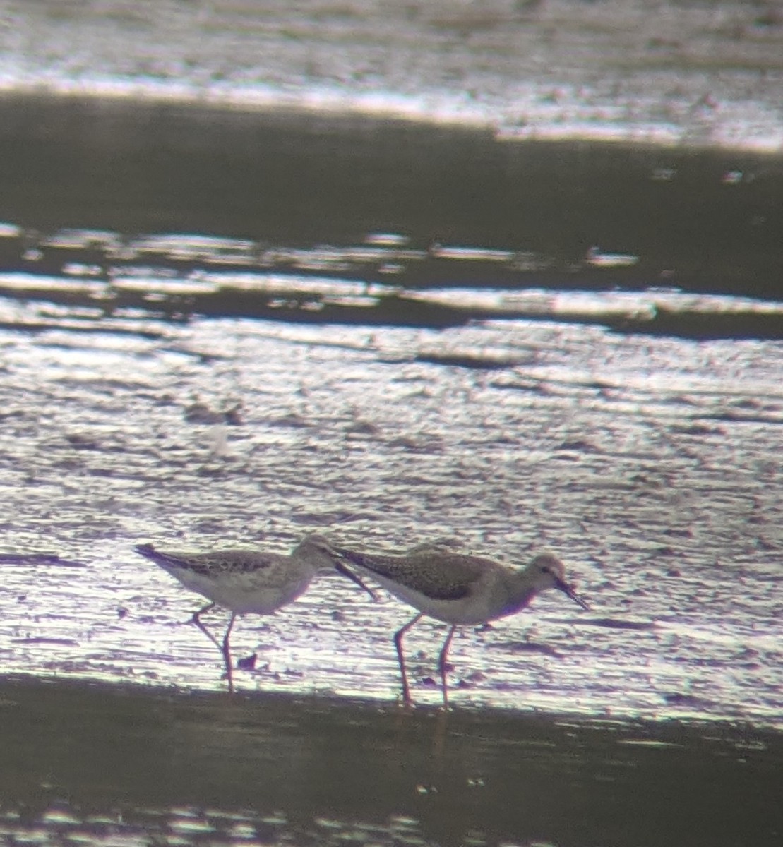 Stilt Sandpiper - ML642218710