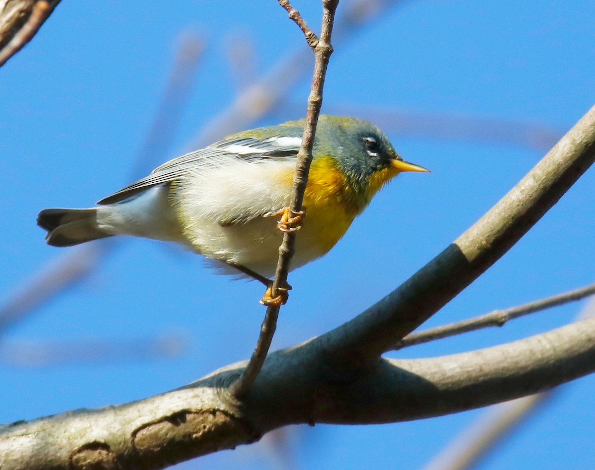 Northern Parula - ML642218711