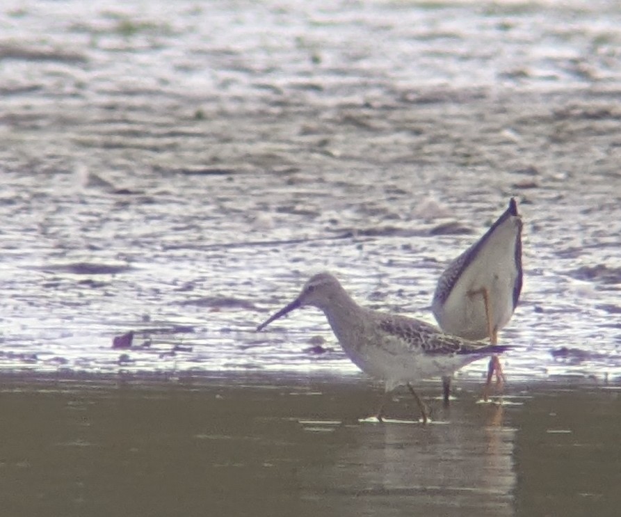 Stilt Sandpiper - ML642218712
