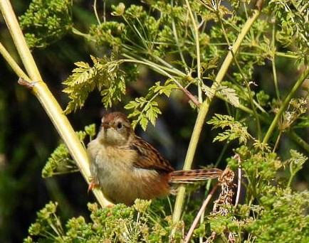 Grass Wren - ML642218717