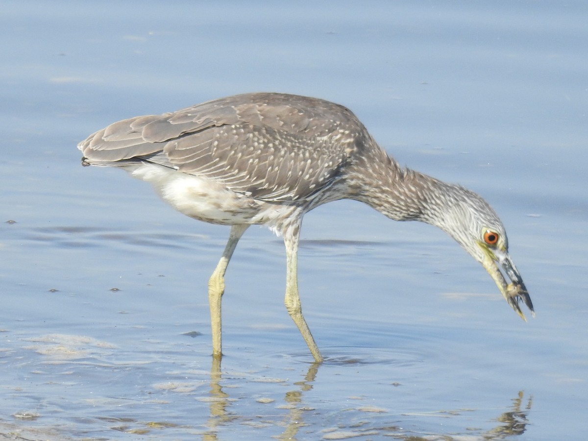 Yellow-crowned Night Heron - ML642218754