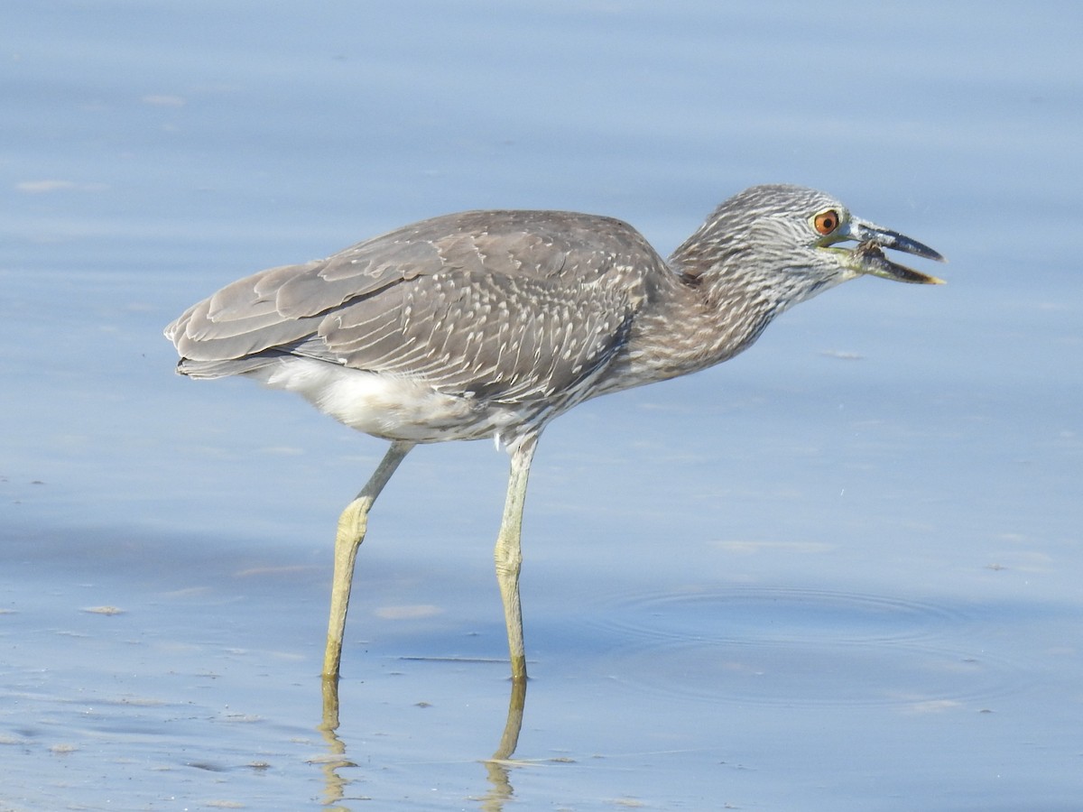 Yellow-crowned Night Heron - ML642218755