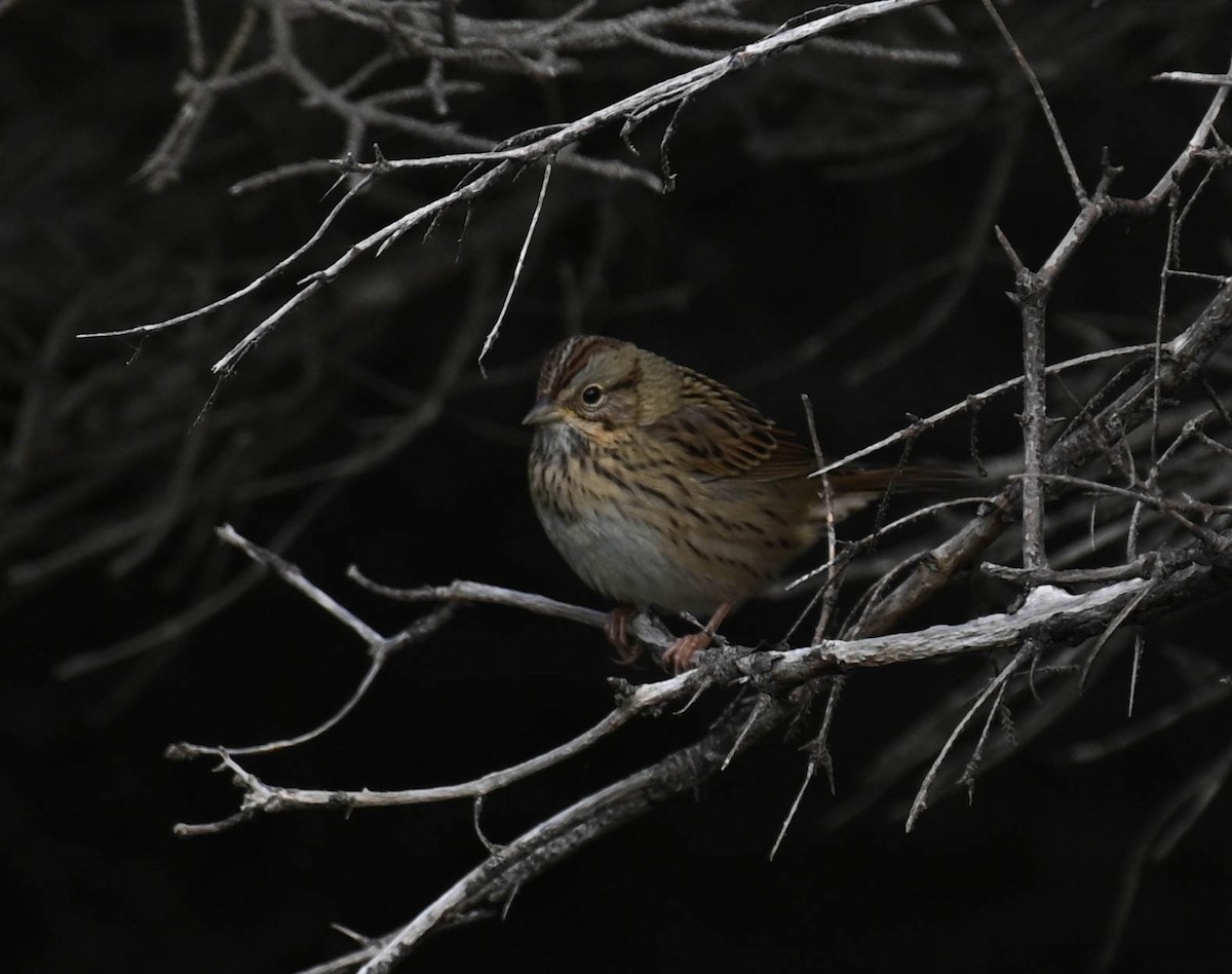 Lincoln's Sparrow - ML642218774