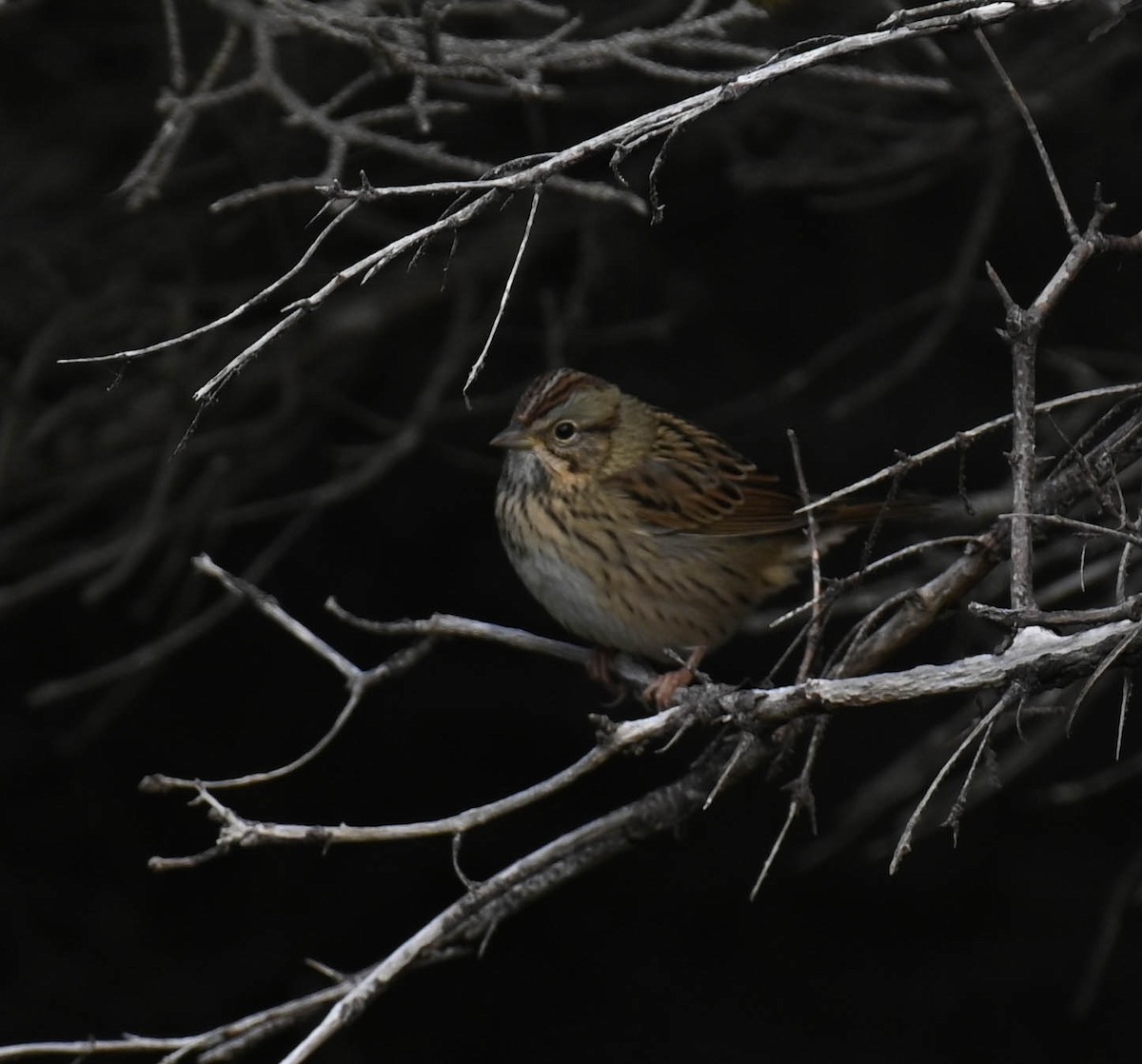 Lincoln's Sparrow - ML642218775