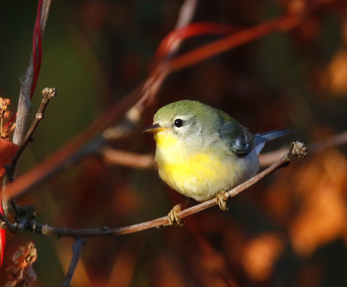 Northern Parula - ML642218782
