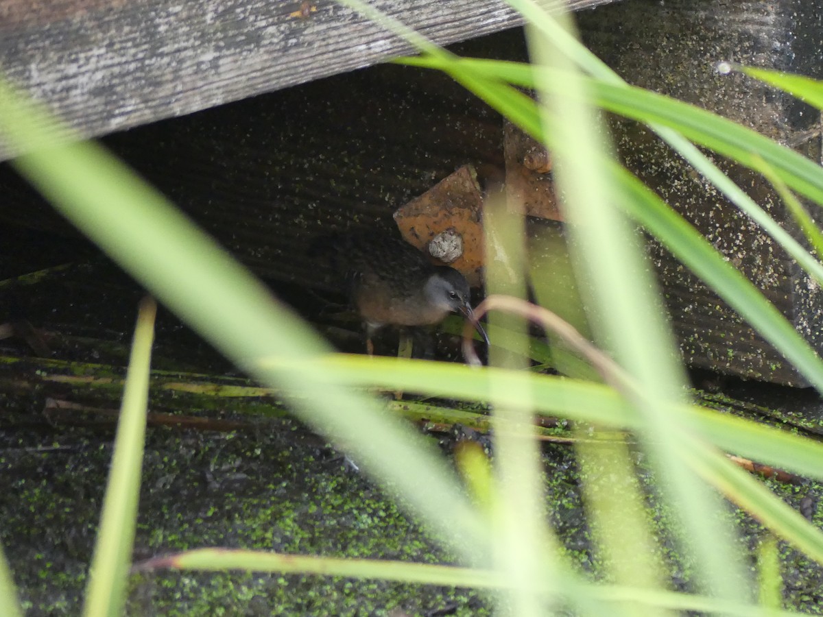 Virginia Rail - ML642218793