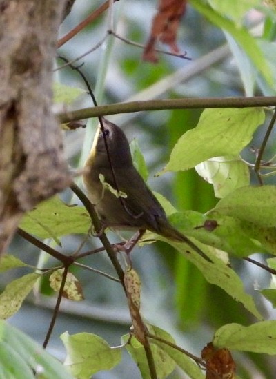 Common Yellowthroat - ML642218808