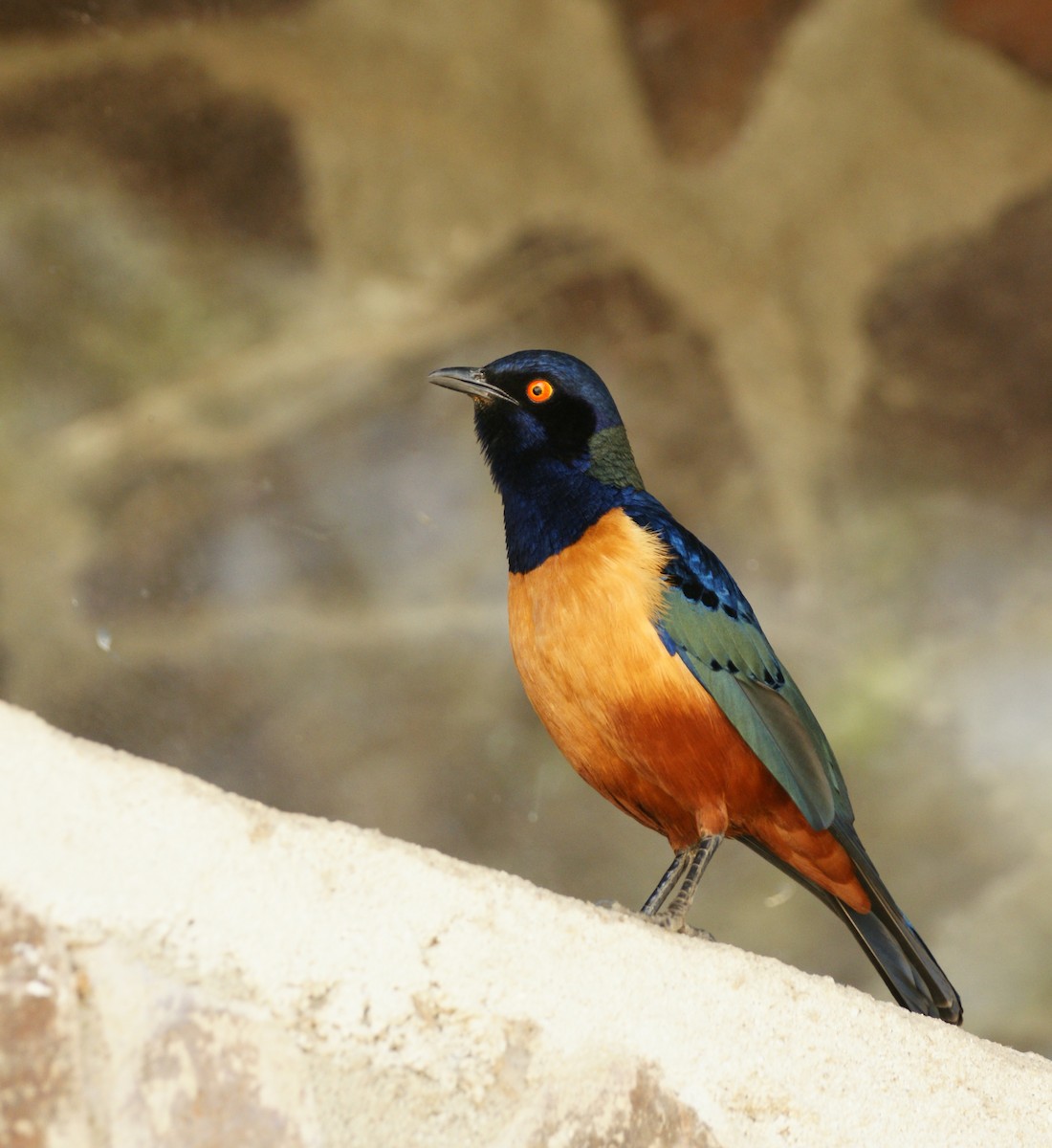 Hildebrandt's Starling - ML642218820