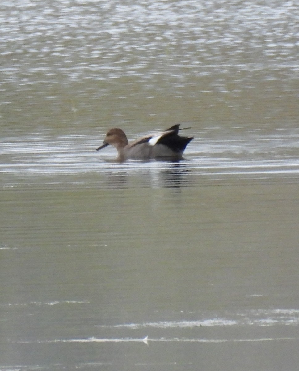 Gadwall - ML642218823