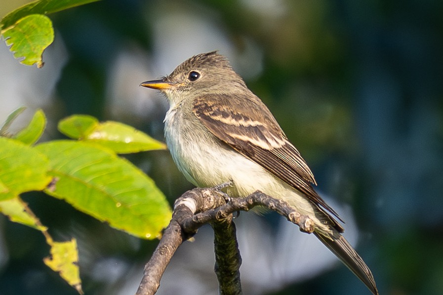 Eastern Wood-Pewee - ML642218827