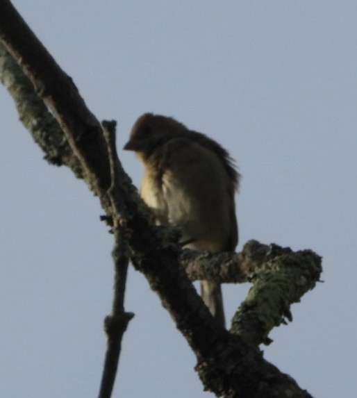 Indigo Bunting - ML642218832