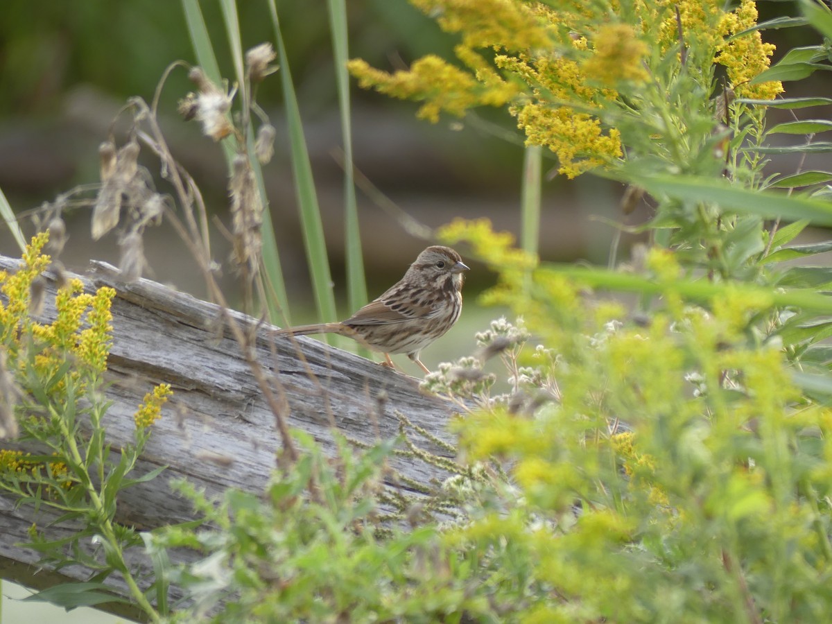 Song Sparrow - ML642218836
