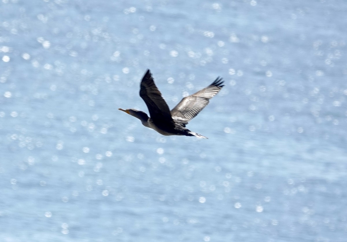 Double-crested Cormorant - ML642218864