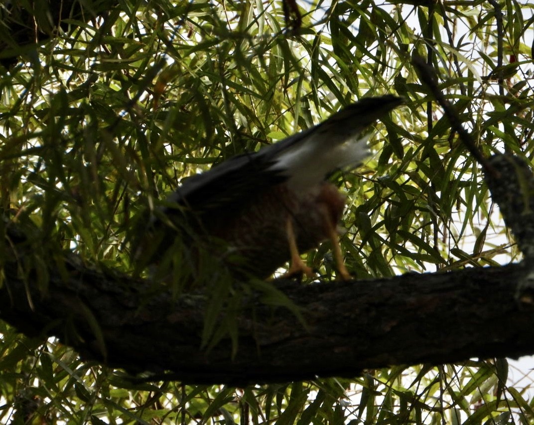 Cooper's Hawk - ML642218884