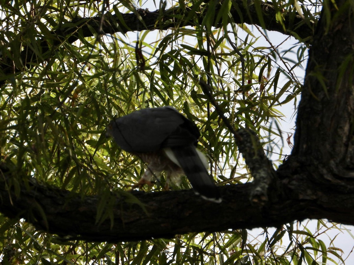 Cooper's Hawk - ML642218885
