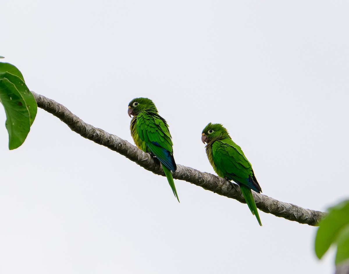 Olive-throated Parakeet - ML642218907