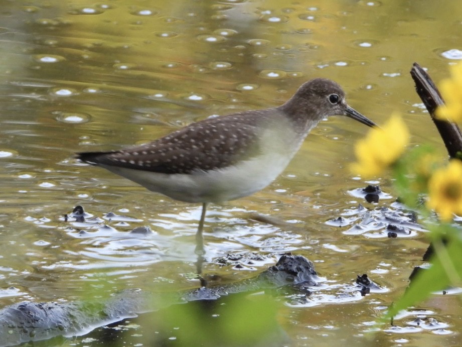 Solitary Sandpiper - ML642218922