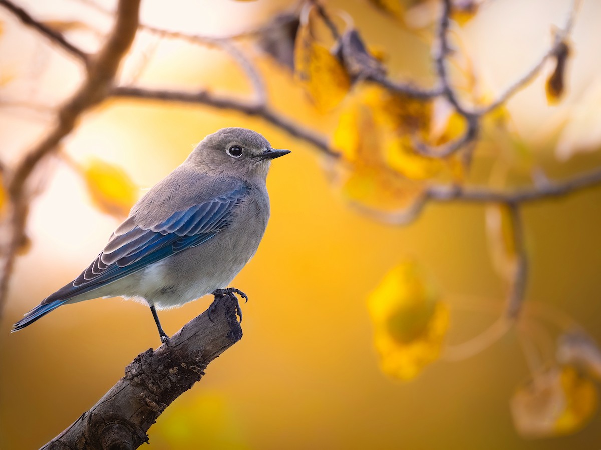 Mountain Bluebird - ML642218928