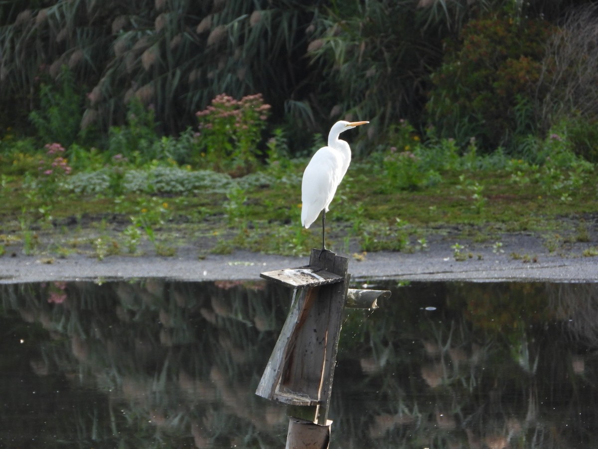Great Egret - ML642218930