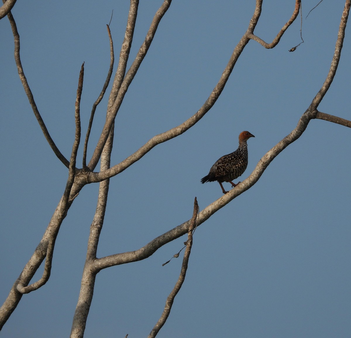 Painted Francolin - ML642218934
