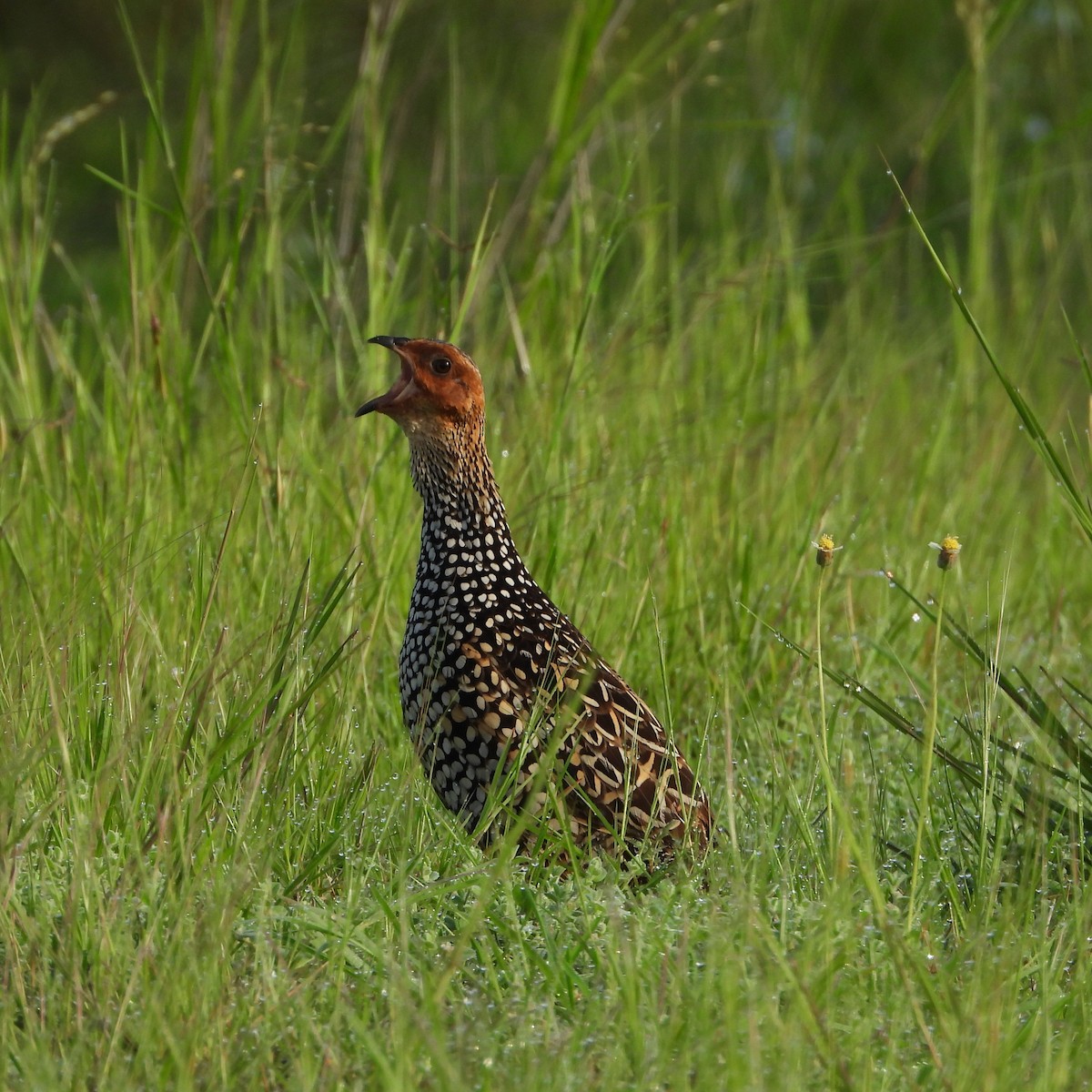Painted Francolin - ML642218935