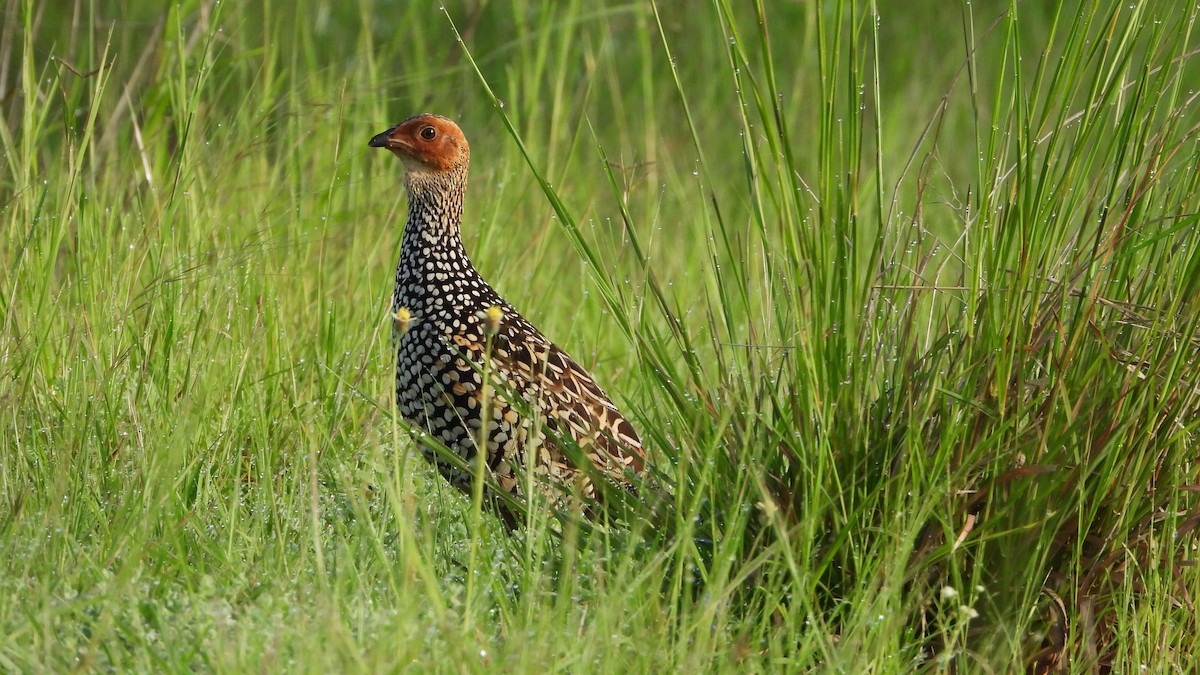 Painted Francolin - ML642218936