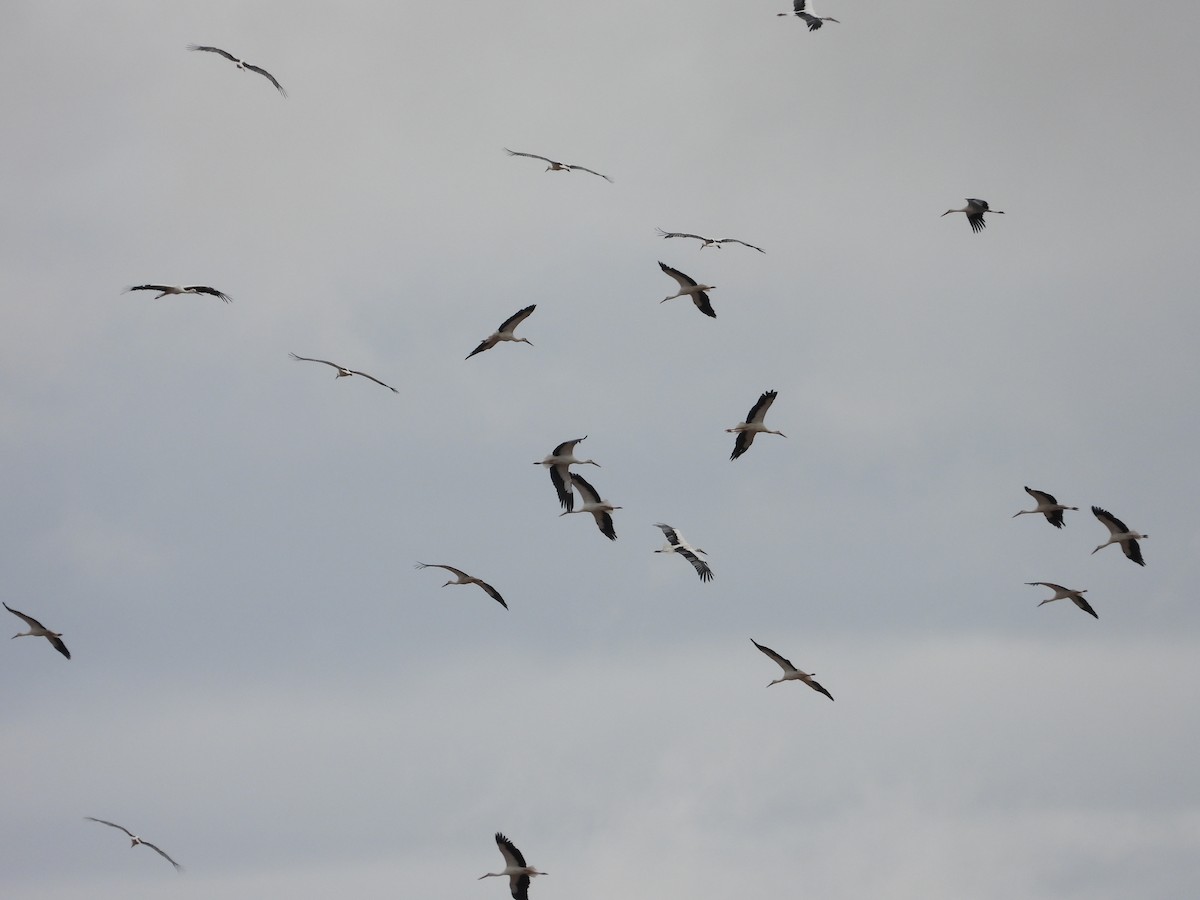 White Stork - ML642218989