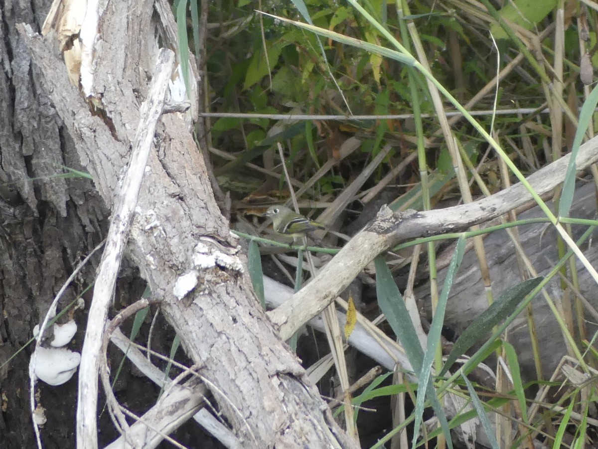 Ruby-crowned Kinglet - ML642218991