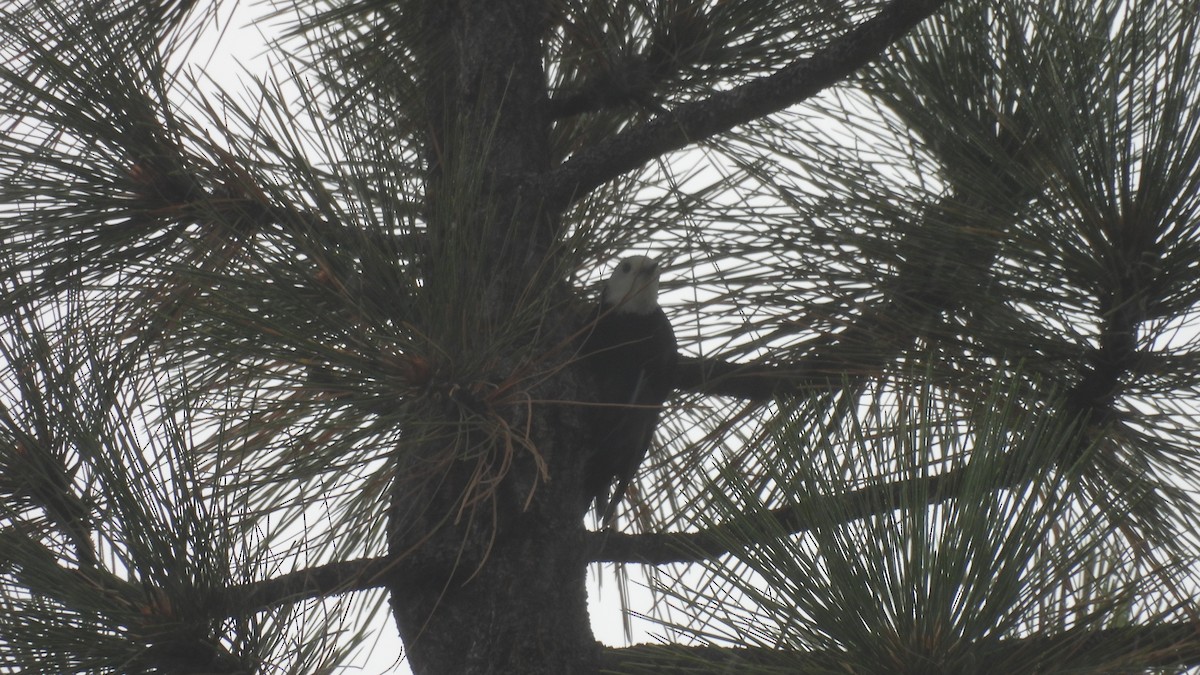 White-headed Woodpecker - ML642218997